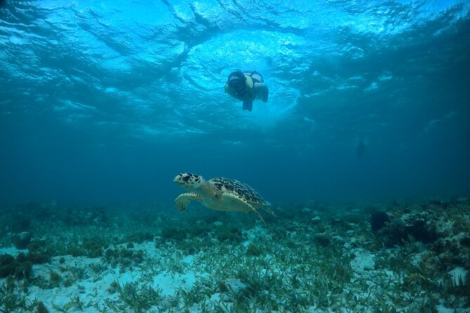 Cancun Snorkeling Tour: Swim with Turtles, Reef, Underwater Museum and Shipwreck - Price, extra costs, and what you receive