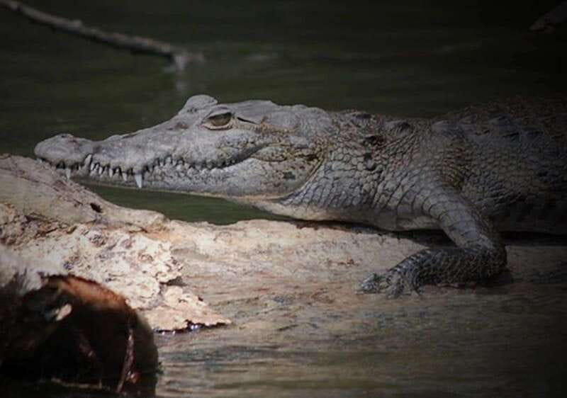 Cancun: Speedboat Adventure & Crocodile Sighting - Key points to know before you book