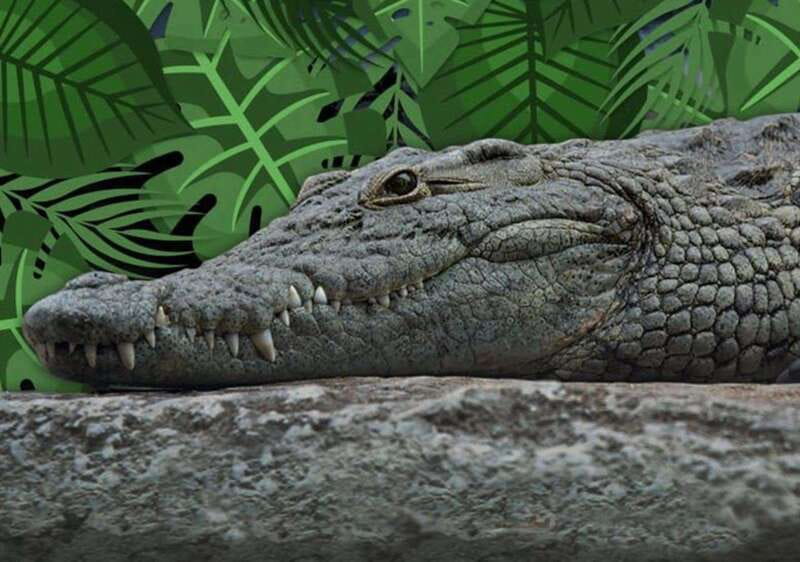Cancun: Speedboat Adventure & Crocodile Sighting - Racing through Nichupté Lagoon