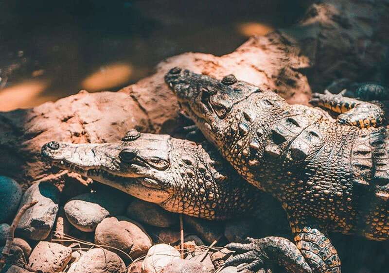 Cancun: Speedboat Adventure & Crocodile Sighting - Why the mangroves matter