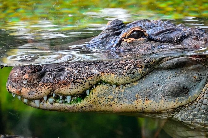 Cancun Speedboat with Crocodile Watching Jungle Tours Adventure - Why crocodile sightings are never certain