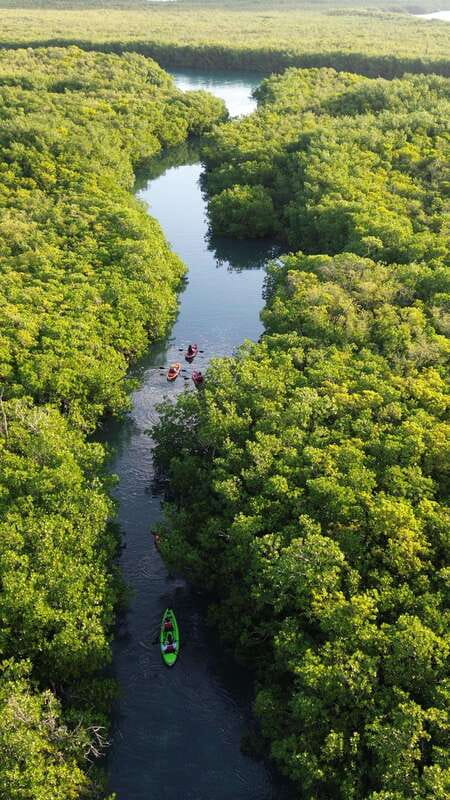 Cancun: Sunset Kayak Experience in the Mangroves - Why Nichupté Lagoon is worth your evening