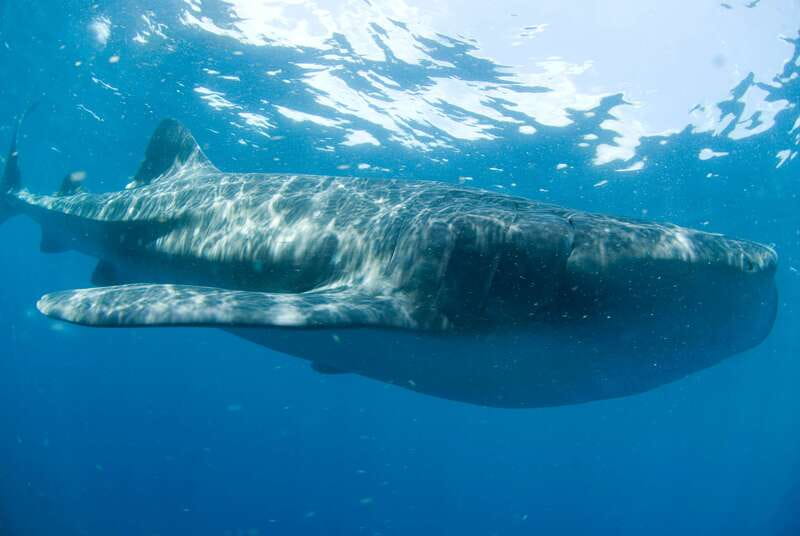 Cancún: Swim with Whale Sharks - Key things to know before you book