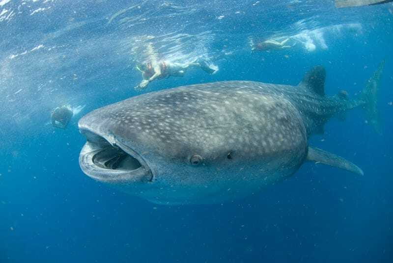 Cancún: Swim with Whale Sharks - Why this whale shark trip is special