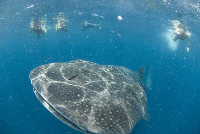 Cancún: Swim with Whale Sharks - The briefing: useful facts before you enter the water
