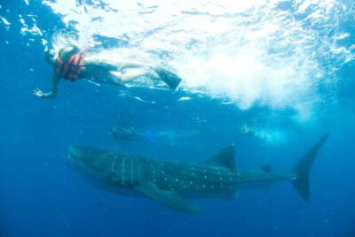Swim with Whale Sharks