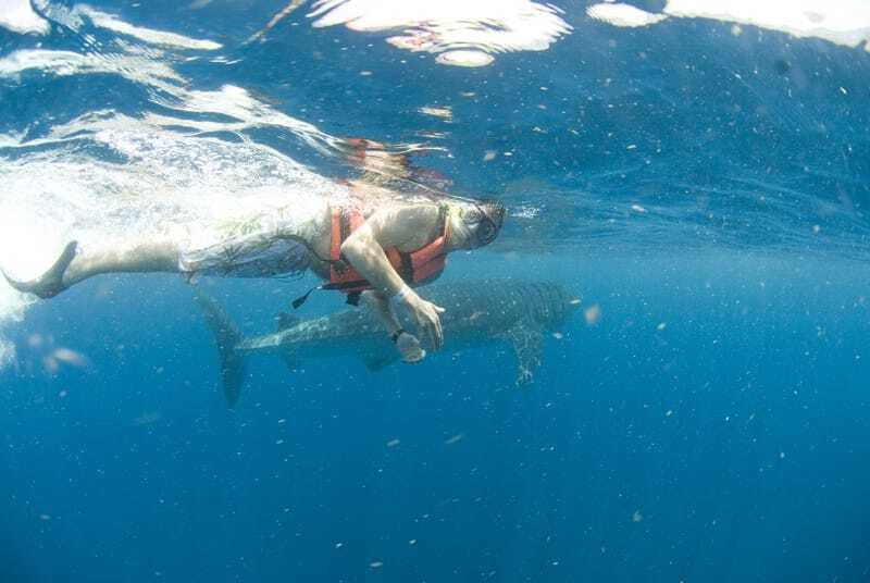 Cancún: Swim with Whale Sharks - Swimming beside the whale sharks