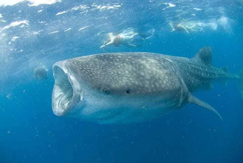 Cancún: Swim with Whale Sharks - Lunch and clear water near Isla Mujeres