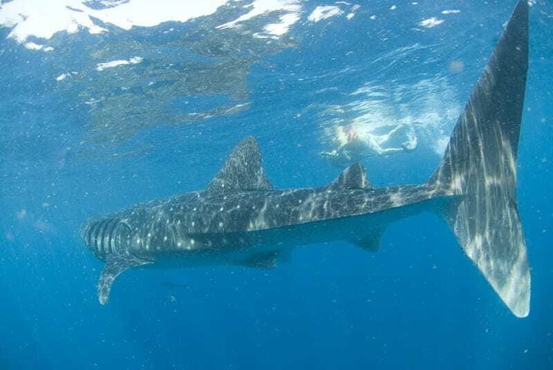 Cancún: Swim with Whale Sharks - Group size, safety, and comfort