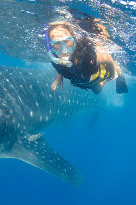 Cancún: Swim with Whale Sharks & Playa Norte Beach - The morning begins simply at the Cancun marina
