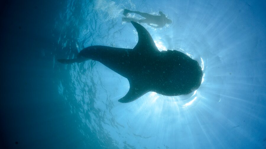 Cancún: Swim with Whale Sharks & Playa Norte Beach - Two or three water entries, with a guide beside you