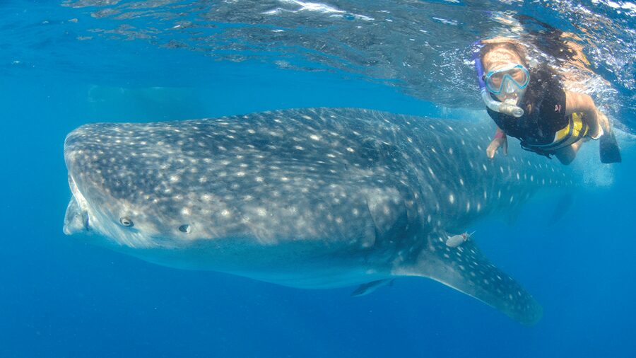 Cancún: Swim with Whale Sharks & Playa Norte Beach - Playa Norte adds a gentler second half