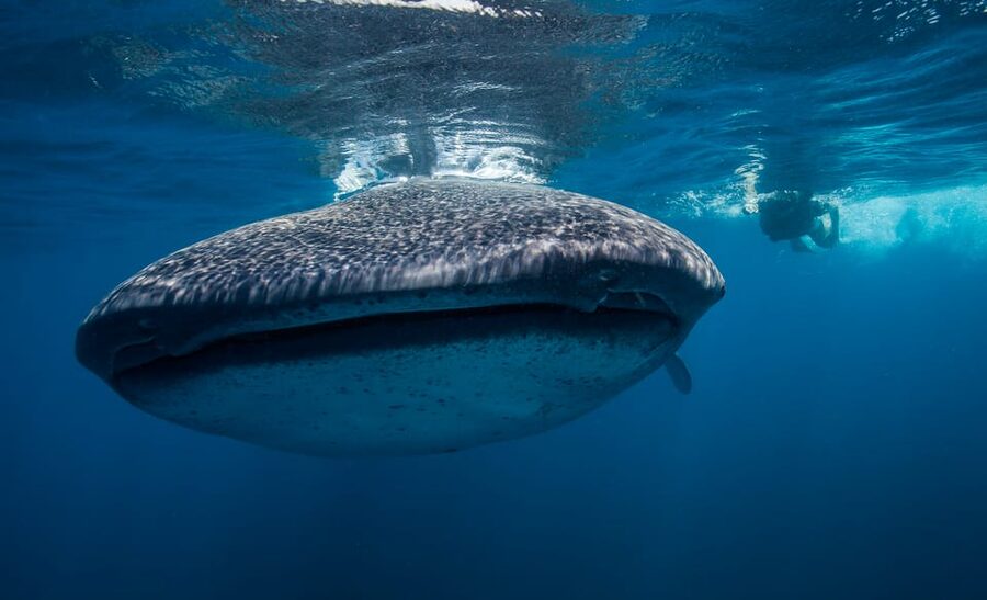 Cancún: Swim with Whale Sharks & Playa Norte Beach - FAQ