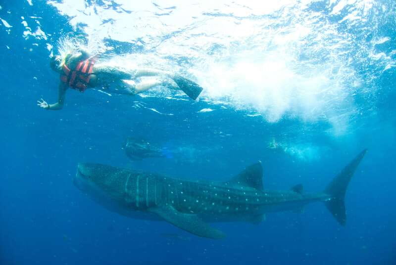 Cancún: Swim with Whale Sharks - From Cancún hotels to Puerto Juárez