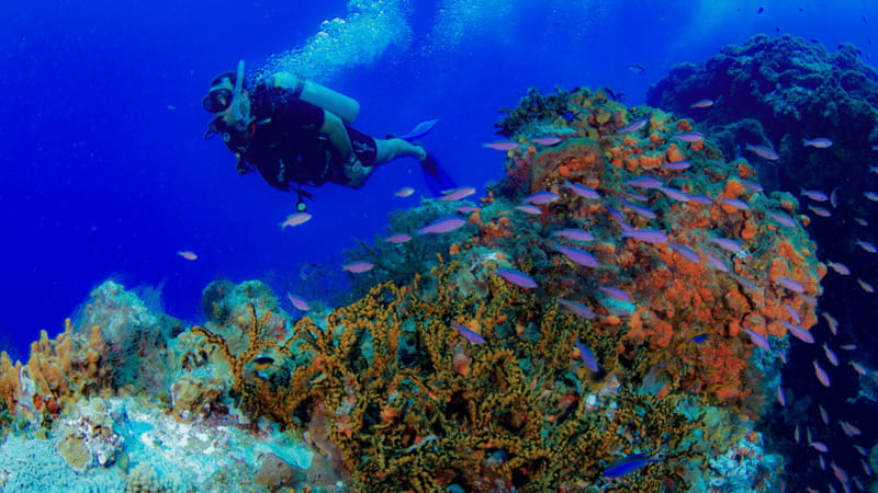 Cancún: Underwater Museum & Reef for Certified Scuba Divers - Should you book the MUSA and Manchones Reef outing?