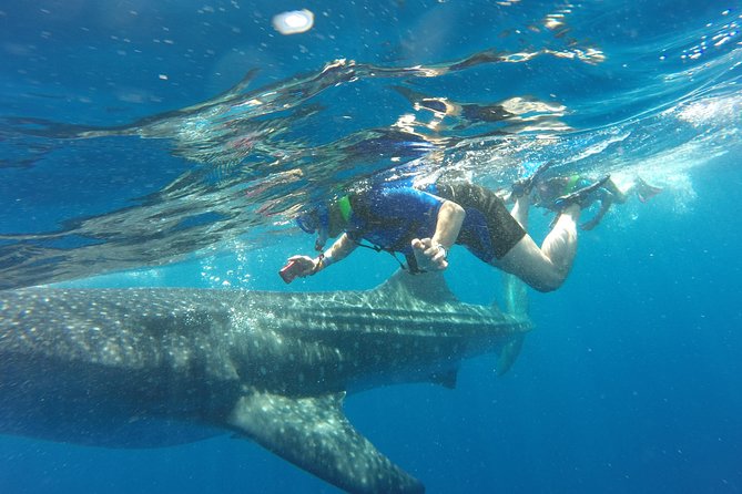 Cancun Whale Shark Encounter - Key details before you book