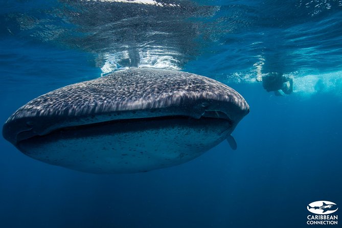 Cancun Whale Shark Encounter - Why swimming beside a whale shark feels different
