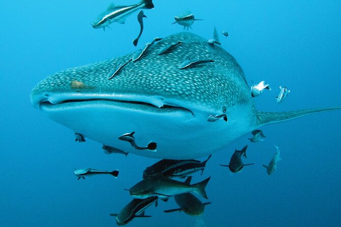 Cancun Whale Shark Encounter - What the $210 price really covers