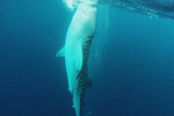 Cancun Whale Shark Encounter - The guide can make or break your water time