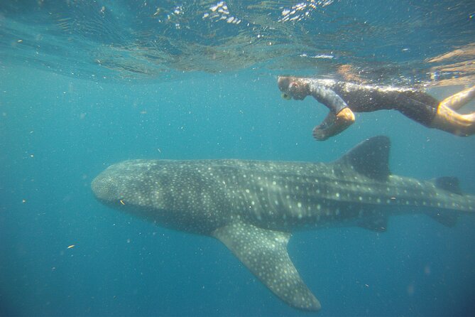 Cancun Whale Shark Encounter - Who should book this excursion