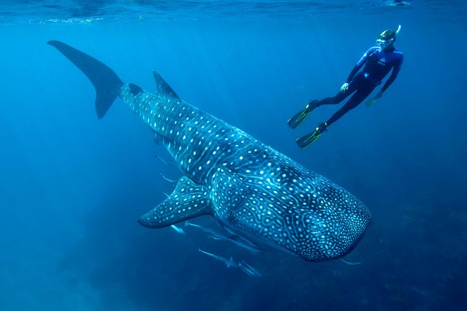Cancun Whale Shark Encounter - How the whale shark swim is managed