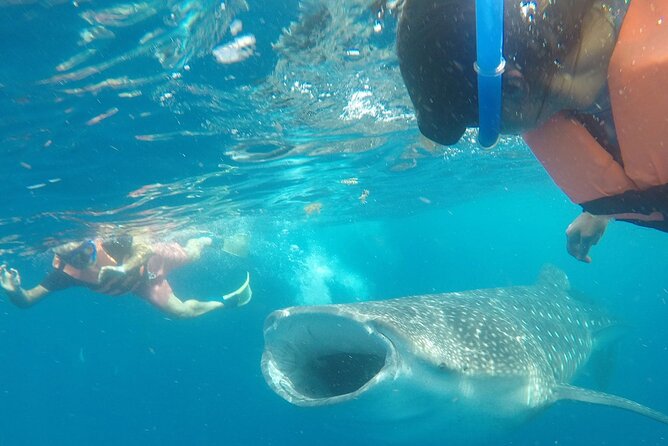 Cancun Whale Shark Experience with Snorkel & Transportation - The early morning start and boat ride