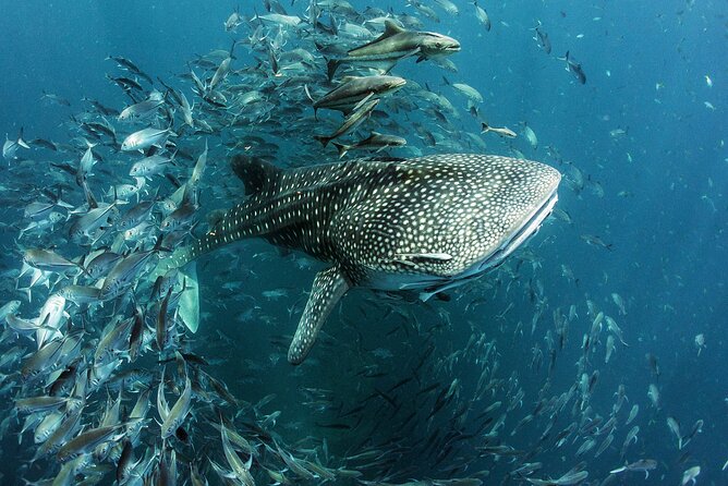Cancun Whale Shark Experience with Snorkel & Transportation - Playa Norte gives the day a gentler finish