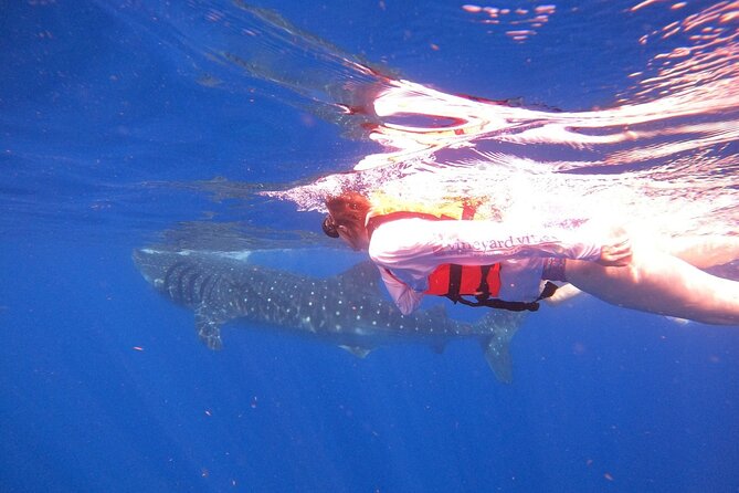 Cancun Whale Shark Experience with Snorkel & Transportation - Who should book this outing?