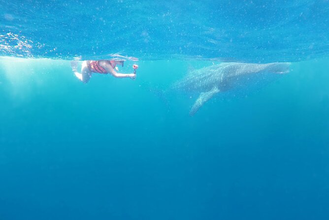 Cancun Whale Shark Experience with Snorkel & Transportation - Booking, weather, and cancellation details