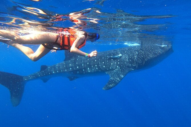Cancun Whale Shark Experience with Snorkel & Transportation - What happens after the whale sharks