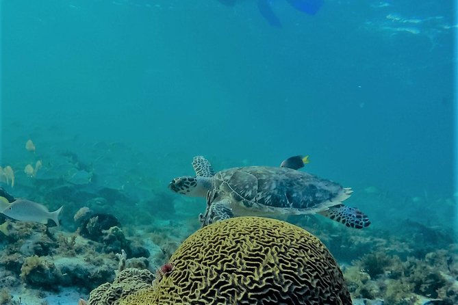 Catamaran Group Sightseeing, Snorkeling Tour Isla Mujeres - Playa Norte and the limits of the schedule