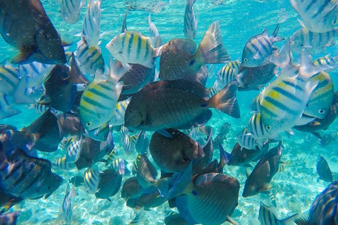 Catamaran Group Sightseeing, Snorkeling Tour Isla Mujeres - Practical packing and safety advice