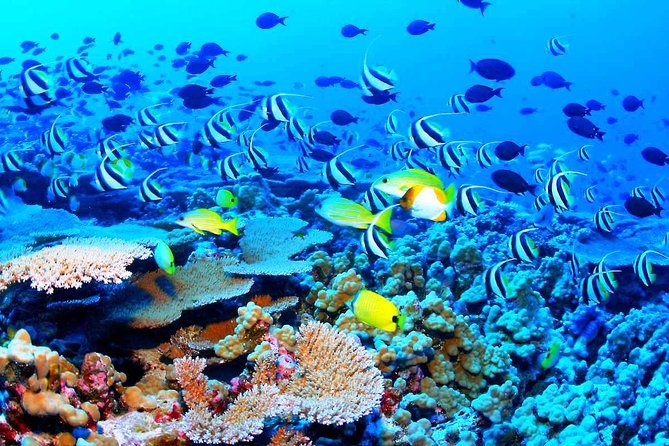Catamaran Sail and Snorkeling Tour with Open Bar in Puerto Morelos - Group size, comfort, and practical limits