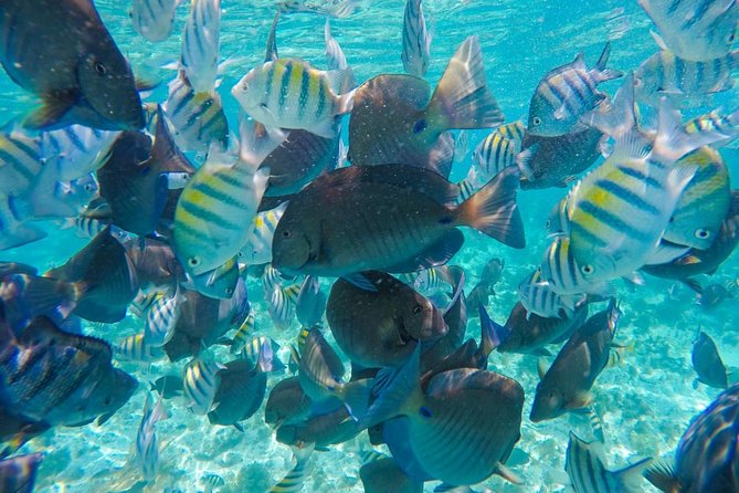 Catamaran Sailing Experience & Snorkeling Tour to Isla Mujeres - Isla Mujeres, Punta Sur, and free time