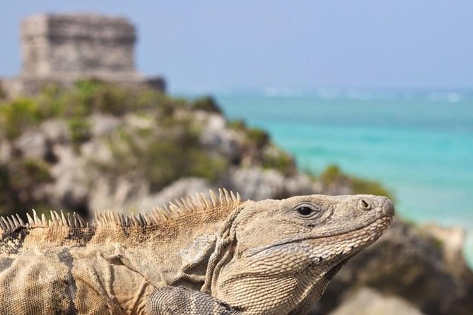 Coba, Tulum & Cenote swim - The real shape of this Cancun day trip