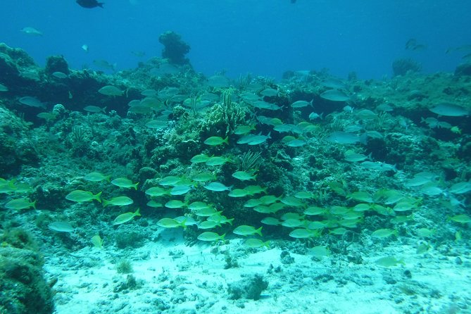 Cozumel Catamaran Snorkeling Tour & Lunch (Hotel Pick Up) - Colombia and Palancar reefs provide the best part of the day