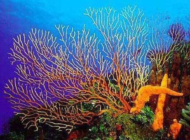 Cozumel El Cielo All Inclusive Tour from Cancun - Three reefs, one very long day