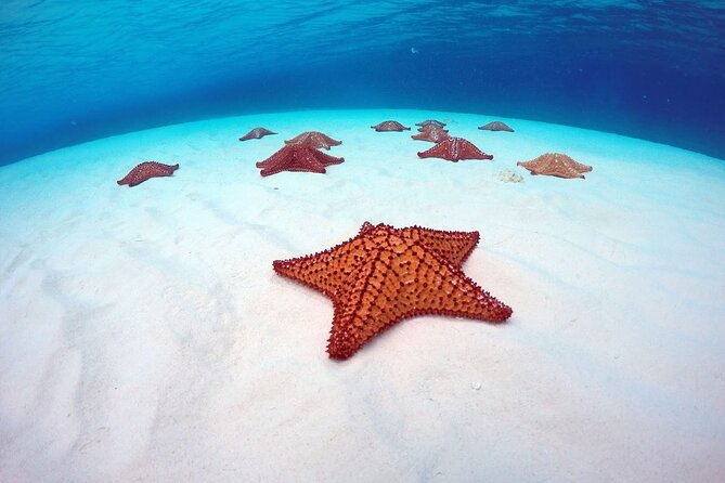 Cozumel El Cielo All Inclusive Tour from Cancun - Transport, timing, and the early pickup