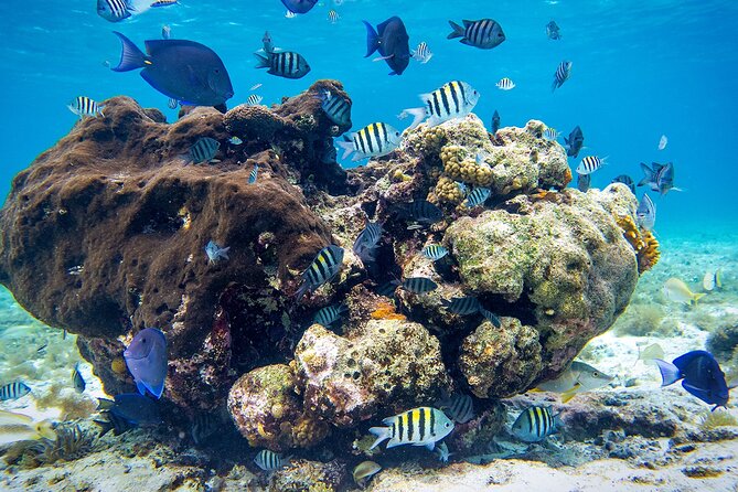 Cozumel Starfish and Tropical Reef Snorkeling by Powerboat with Lunch - Group size and the level of effort