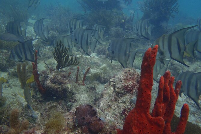 Discover Scuba - Learning the basics in shallow water