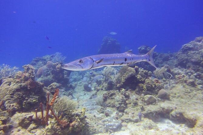 Discover Scuba - Weather, cancellation, and safety limits
