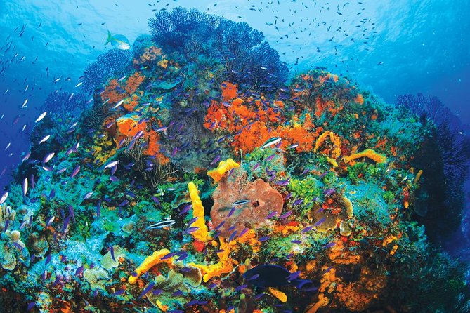Discover Scuba Diving - One Tank at Coral Reef - What the two-hour lesson is really for