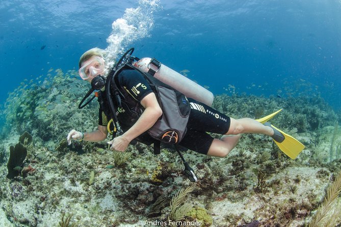 Discover scuba ,MUSA and Manchones reef dive without license - MUSA, the Underwater Museum at 30 feet