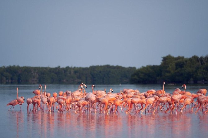 Discover the FABULOUS PINK WATERS at the Caribean (Las Coloradas+Río Lagartos) - The crocodile farm is an added stop with mixed appeal