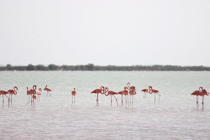 Discover the FABULOUS PINK WATERS at the Caribean (Las Coloradas+Río Lagartos) - Río Lagartos gives the day its best sense of place
