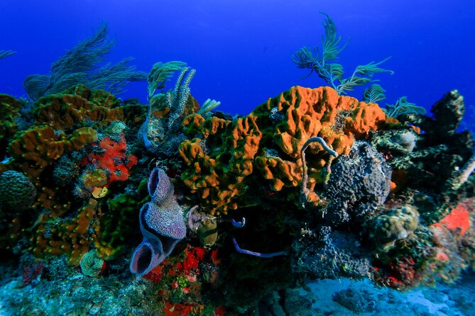 Discovery Scuba Diving !! - A small group that helps beginners