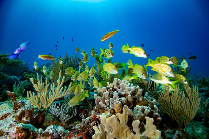 Discovery Scuba Diving !! - Practical preparation for the morning or afternoon