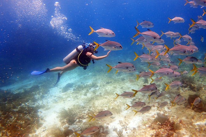 Diving in Cancun for Certified Divers | 2 Dives | All Inclusive - Key Points to Know Before You Book