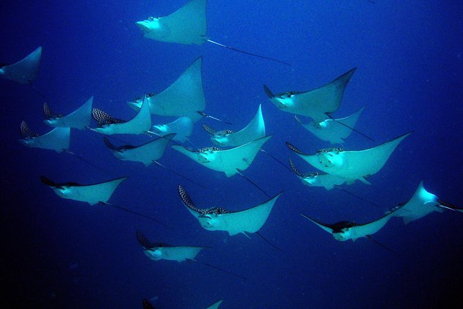 Diving in Cancun for Certified Divers | 2 Dives | All Inclusive - How the Guides Shape the Experience