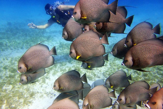 Diving in Cancun for Certified Divers | 2 Dives | All Inclusive - Equipment, Food, and What the Price Really Covers